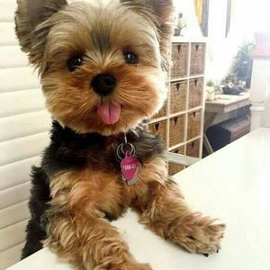 Meet your Posher, Nora